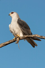 Elanion blanc, .Elanus caeruleus, Black winged Kite