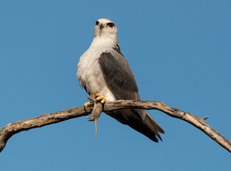 Elanion blanc, .Elanus caeruleus, Black winged Kite