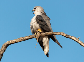 Elanion blanc, .Elanus caeruleus, Black winged Kite