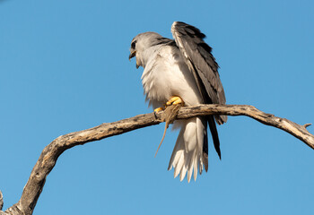Elanion blanc, .Elanus caeruleus, Black winged Kite