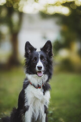 dog Border Collie	portraitin the park