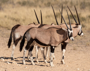 oryx gazelle, gemsbok, Oryx gazella, Parc national Kalahari, Afrique du Sud