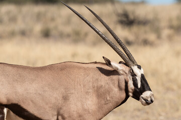 oryx gazelle, gemsbok, Oryx gazella, Parc national Kalahari, Afrique du Sud