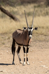 oryx gazelle, gemsbok, Oryx gazella, Parc national Kalahari, Afrique du Sud