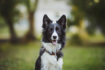 dog Border Collie	portraitin the park