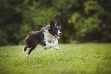 dog Border Collie	portraitin the park