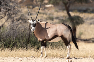 oryx gazelle, gemsbok, Oryx gazella, Parc national Kalahari, Afrique du Sud