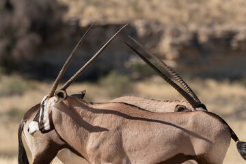 oryx gazelle, gemsbok, Oryx gazella, Parc national Kalahari, Afrique du Sud