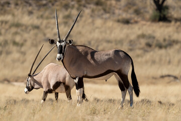 oryx gazelle, gemsbok, Oryx gazella, Parc national Kalahari, Afrique du Sud