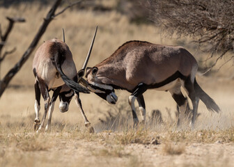 oryx gazelle, gemsbok, Oryx gazella, Parc national Kalahari, Afrique du Sud