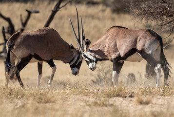 oryx gazelle, gemsbok, Oryx gazella, Parc national Kalahari, Afrique du Sud