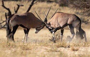 oryx gazelle, gemsbok, Oryx gazella, Parc national Kalahari, Afrique du Sud