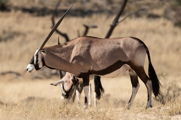 oryx gazelle, gemsbok, Oryx gazella, Parc national Kalahari, Afrique du Sud