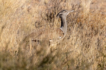 Outarde kori, Ardeotis kori, Kori Bustard, Afrique du Sud