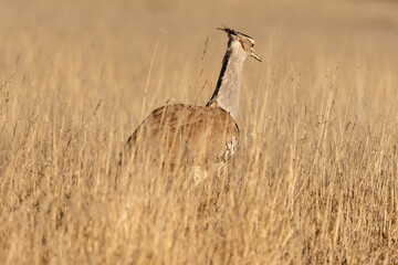Outarde kori, Ardeotis kori, Kori Bustard, Afrique du Sud