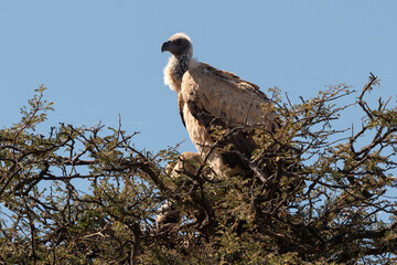 Vautour charognard, .Necrosyrtes monachus, Hooded Vulture