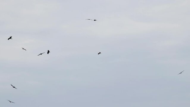 Black kites circling in the sky in slow motion
