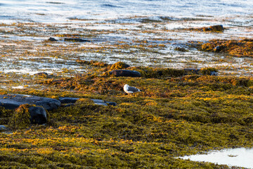 a pigeon on grassland on grotta island