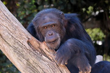 Retrato de Chimpancé 