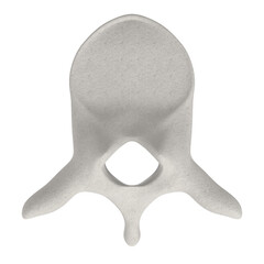 3d rendering illustration of a thoracic vertebra
