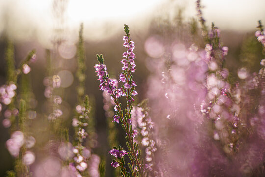 Pink heather flower against colorful defocused background bokeh