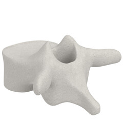 3d rendering illustration of a thoracic vertebra