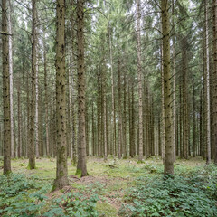 tall fir trees in Black Forest near Wolfach, Germany