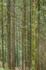 logs og tall fir trees in Black Forest near Lauterbach, Germany