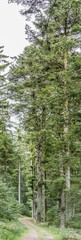 Fototapeta premium dirt raod among tall trees in Black Forest near Lauterbach, Germany