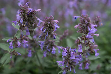 Nepeta, catnip or catmint flowers in a garden. Marrow depth of field, background image - obrazy, fototapety, plakaty