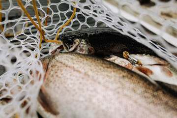 trout in fishing net