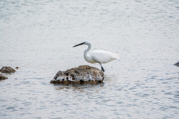 The small white heron or Little egret stands in the lake