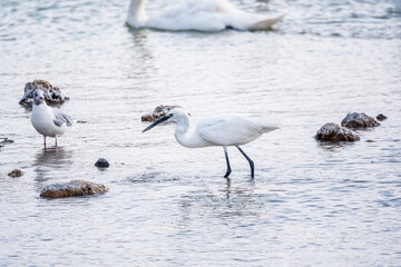 The small white heron or Little egret stands in the lake