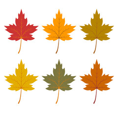 Set of autumn maple leaves, isolated on white background.