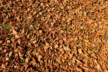 Lime tree (Tilia europoea) autumn leaves glowing in the evening sun during the golden hour
.