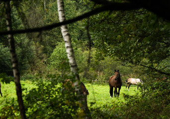 A horse in a meadow near the forest