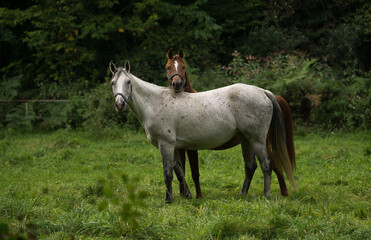 Horses in the meadow near the forest © Mariusz