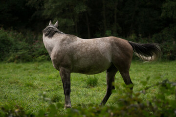 A horse in a meadow near the forest - obrazy, fototapety, plakaty