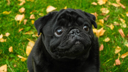 Obraz premium Portrait of a black pug in profile. Dog sits on the grass with autumn leaves in the park