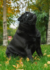 Portrait of a black pug in profile. Dog sits on the grass with autumn leaves in the park