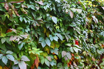 Green wild grape leaves wall background texture