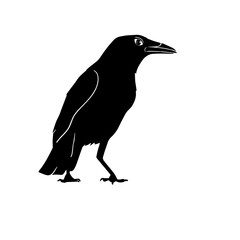 Crow Vectors 