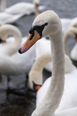Obraz premium Close-up of a swan's head and neck amidst other swans in the water