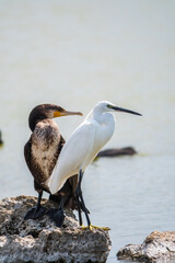 Small white heron, or Little egret, Egretta garzetta, and Great cormorant, Phalacrocorax carbo, sitting on a cliff and looking for fish in shallow water