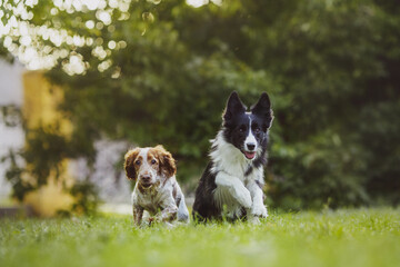 dog pet Spaniel Border Collie portraitin the park