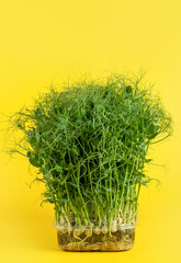 Juicy young shoots of micro-green peas close-up on a yellow background. Production of environmentally friendly vitamin nutrition