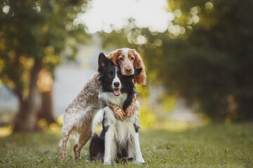 dog pet Spaniel Border Collie portraitin the park