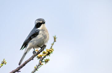 Fototapeta premium Little Pied Flycatcher in the hills of Himalaya.