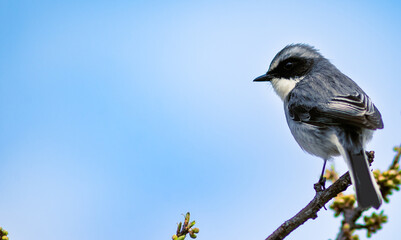 Little Pied Flycatcher in the hills of Himalaya.