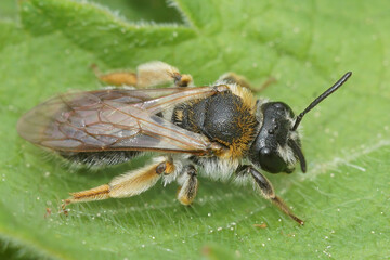 Closeup on a female red-tailed mining bee, Andrena haemorrhoa sitting on a green leaf